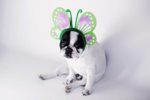Dog in butterfly costume